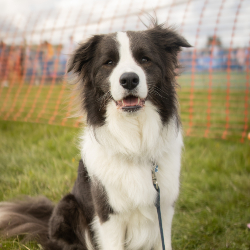 Country Dog Show